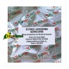 ECONEX LASIODERMA SERRICORNE (40 dias)