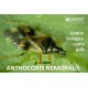 Anthocoris nemoralis 250