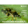 Anthocoris nemoralis 250