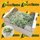 PLANTA Lobularia maritima + Orius (biopropagada)