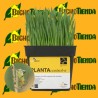 PLANTA-e 500