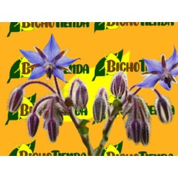 PLANTA BORRAJA - 54