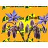 PLANTA BORRAJA - 54