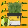 PLANTAcontrol 500