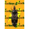 Anthocoris nemoralis 250