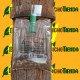 PROCESS atrap Collar (larvas procesionaria del pino)