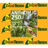 ANTHOBUG 250, Control biológico Psila