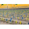 Placas Celestes, trampas adhesivas contra trips