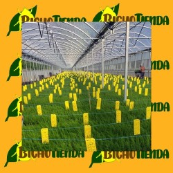 Horiver-TR 10x25 amarillo