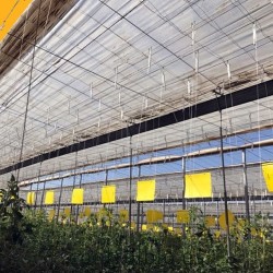 Horiver 40x25 amarillo