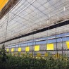 Horiver 40x25 amarillo