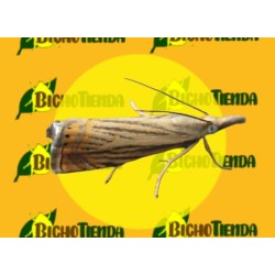 Feromona CHRYSOTEUCHIA TOPIARIA (40 días) Econex