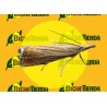 Feromona CHRYSOTEUCHIA TOPIARIA (40 días) Econex
