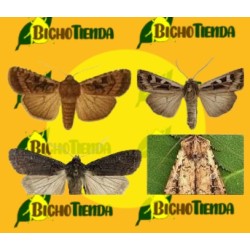 Feromona EUXOA OCHROGASTER (40 días) Econex