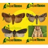 Feromona EUXOA OCHROGASTER (40 días) Econex