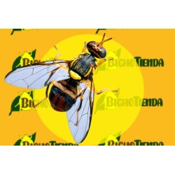 Feromona BACTROCERA INVADENS 90 DÍAS Econex