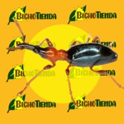 ECONEX CYLAS FORMICARIUS (40 días)