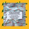 ECONEX SCYPHOPHORUS ACUPUNCTATUS (40 dias)