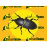 ECONEX SCYPHOPHORUS ACUPUNCTATUS (40 dias)