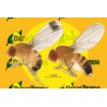 Feromona DROSOPHILA SUZUKII LIQUIDO ECONEX