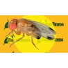 Feromona DROSOPHILA SUZUKII LIQUIDO ECONEX