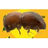 Feromona XYLOSANDRUS SPP. 60 DÍAS Econex