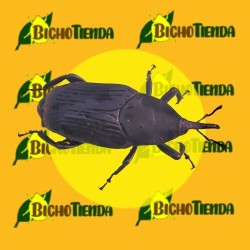 RHYNCHOPHORUS PALMARUM 90 días (picudo negro) Econex