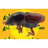 Feromonas SCOLYTUS SCOLYTUS 40 DÍAS Econex