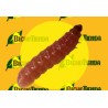 Feromona ECDYTOLOPHA AURANTIANA (40 días) Econex
