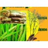 Feromona CHILO SUPPRESSALIS 2 MG 40 DÍAS Econex