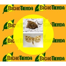 Feromona ADOXOPHYES ORANA 2 MG 40 DÍAS Econex