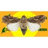 Feromona SPODOPTERA LITURA (40 días) Econex