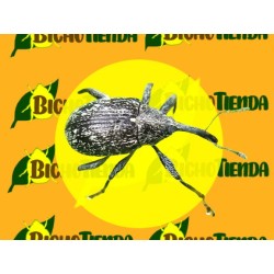 Feromonas ANTHONOMUS EUGENII Econex 40 días
