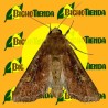 MAMESTRA (LACANOBIA) OLERACEA