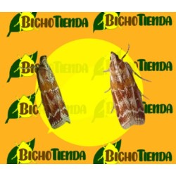 DIORYCTRIA DISCLUSA