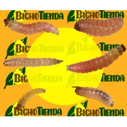 Feromonas LEUCINODES ORBONALIS Econex 40 días