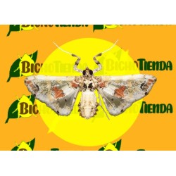 Feromonas LEUCINODES ORBONALIS Econex 40 días