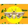 Feromonas LEUCINODES ORBONALIS Econex 40 días