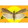 Feromona EPHESTIA ELUTELLA