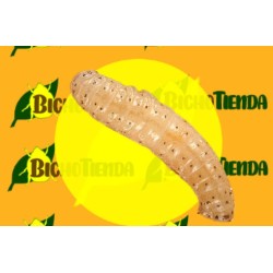 EPHESTIA ELUTELLA