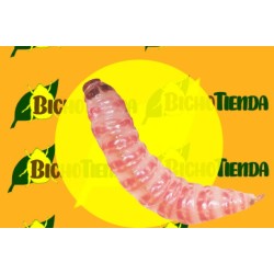 Feromonas PECTINOPHORA GOSSYPIELLA 2 MG 40 DÍAS Econex