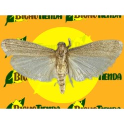 Feromona EPHESTIA (CADRA) FIGULILELLA 40 días Econex