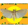 Feromona EPHESTIA (CADRA) FIGULILELLA 40 días Econex