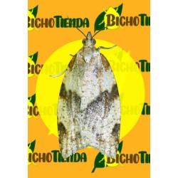 Feromona EPIPHYAS POSTVITTANA 40 días Econex