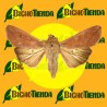 MYTHIMNA UNIPUNCTA