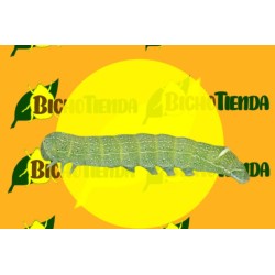 Feromonas ORTHOSIA CERASI 2 MG 40 DÍAS Econex