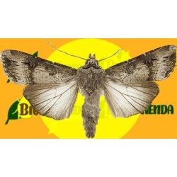 Feromonas AGROTIS IPSILON 2 MG 40 días Econex
