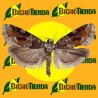 EUCOSMA SONOMANA
