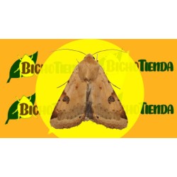 HELIOTHIS PELTIGERA