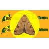 HELIOTHIS PELTIGERA